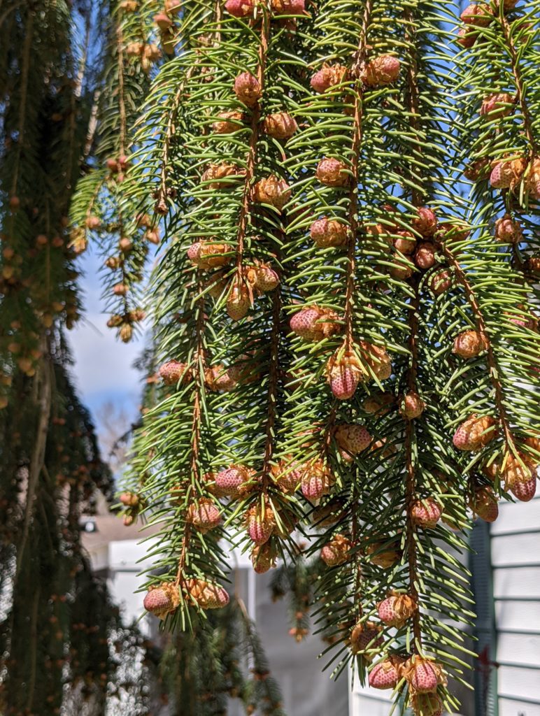 Backyard pine cones